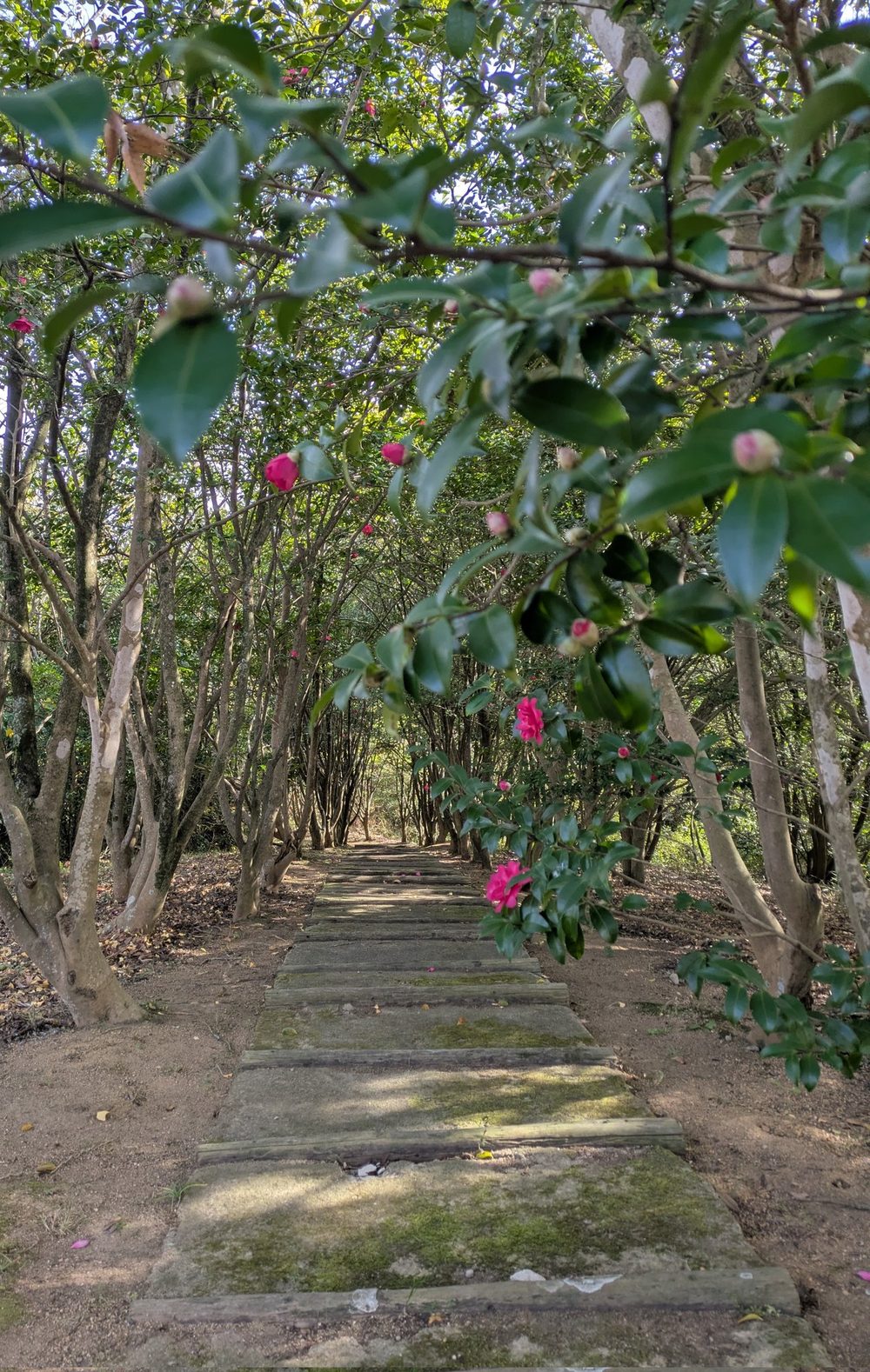 つばきの小径。椿の花が咲く森の遊歩道
