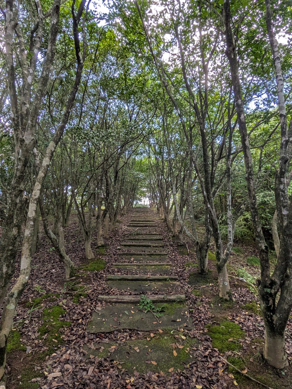 森の撮影エリア